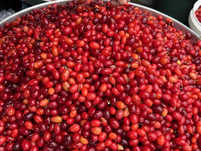 Şifa Deposu Tezgahtaki Yerini Aldı