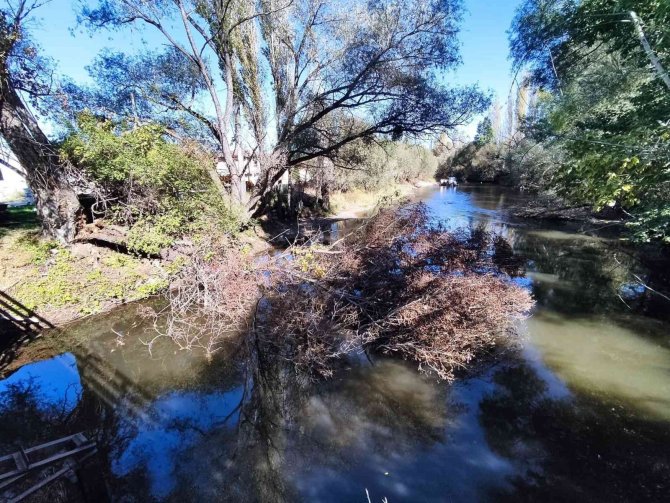 Porsuk Çayı’na Devrilen Ağaçların Kaldırılması İsteniyor