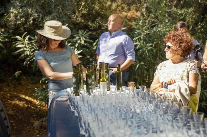 Bahçeden Menüye Getirilecek Zeytinler Toplandı