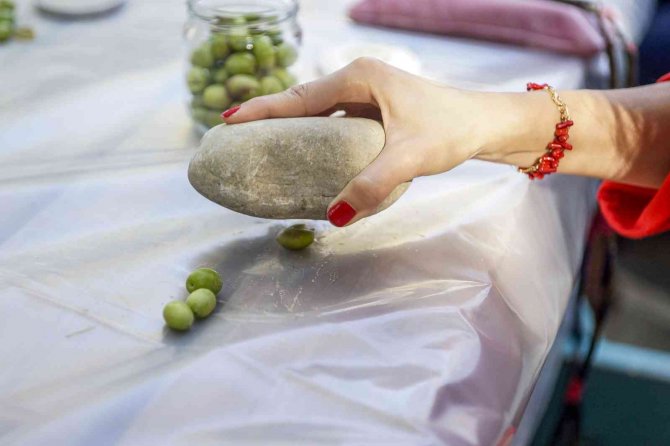 Bahçeden Menüye Getirilecek Zeytinler Toplandı