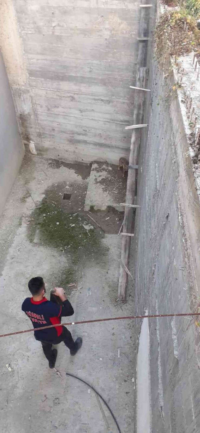 İ̇nşaat Alanında Mahsur Kalan Çakal Kurtarıldı