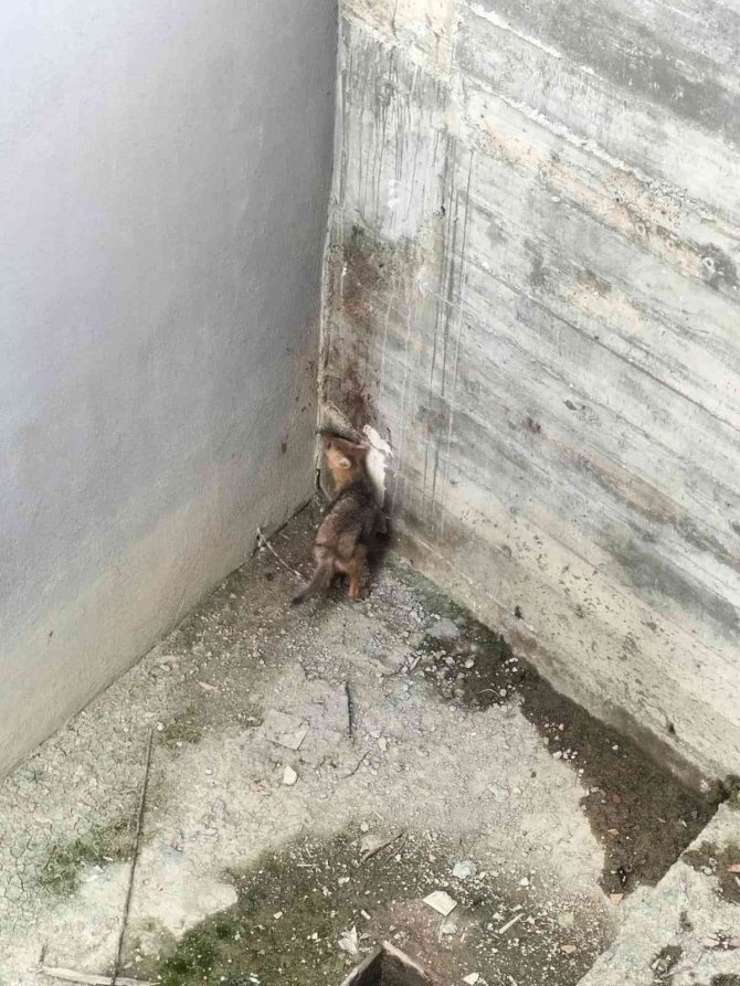 İ̇nşaat Alanında Mahsur Kalan Çakal Kurtarıldı