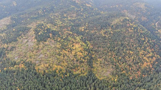 Karabük’teki Türkiye’nin En Büyük Blok Ormanlarında Sonbahar Renkleri Hakim Oluyor