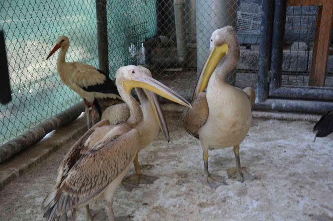 Tarsus Doğa Parkı Yaban Hayvanlarına Merhem Oluyor