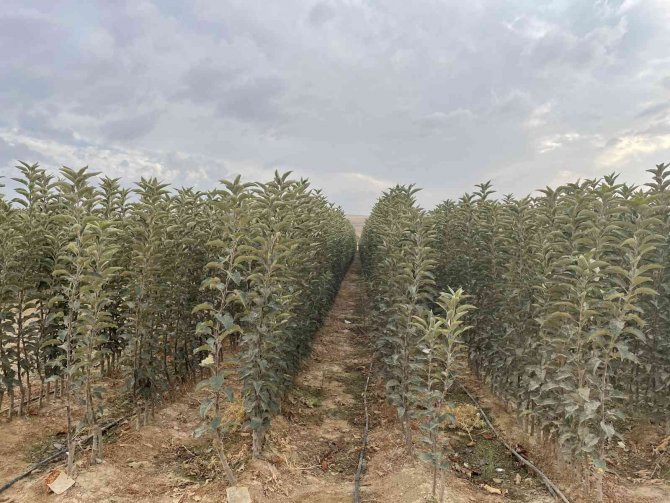 Türkiye’nin Elma Fidanları Niğde’den Gidiyor