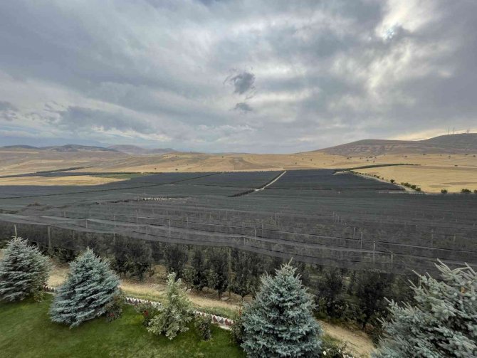 Türkiye’nin Elma Fidanları Niğde’den Gidiyor