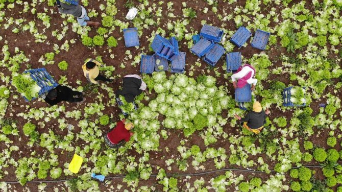 Nisan Ayında Tavan Yapmıştı, Sezon Sonu Fiyatı Yüzde 50 Düştü