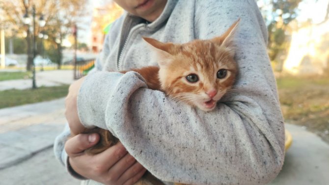 Sıkıştığı Kamyonette Kurtarılmasını Sağladığı Kediyi Sahiplendi