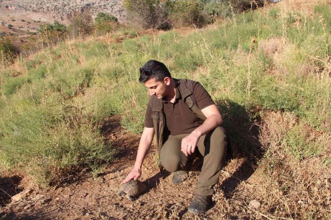 Kaplumbağalar Göç Yoluna Girdi, Araç Sürücüleri Dikkat