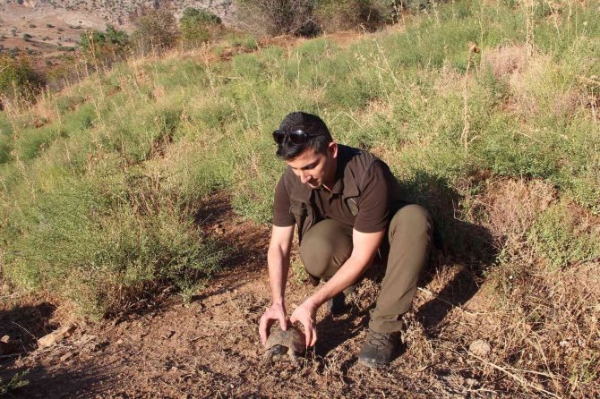 Kaplumbağalar Göç Yoluna Girdi, Araç Sürücüleri Dikkat