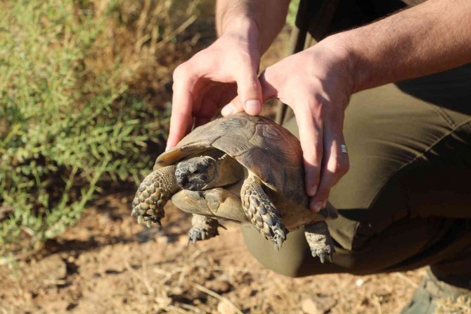 Kaplumbağalar Göç Yoluna Girdi, Araç Sürücüleri Dikkat