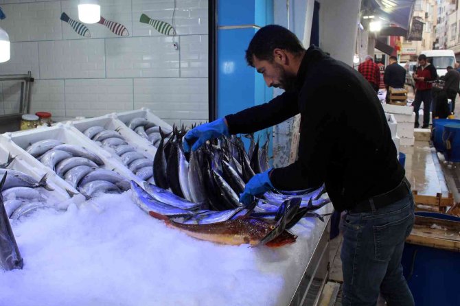 Sinop’ta Nadir Bulunan 3 Kiloluk Kırlangıç Balığı 700 Liraya Satılıyor