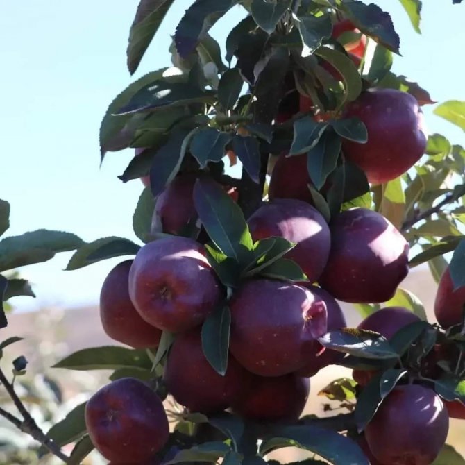 Gürün’de Elma Hasadında Sona Gelinde