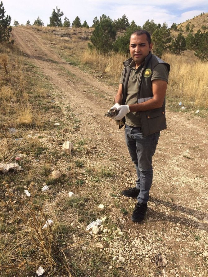 Yaralı Kerkenez Tedavi Altına Alındı