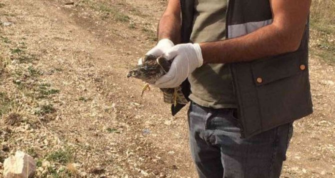 Yaralı Kerkenez Tedavi Altına Alındı