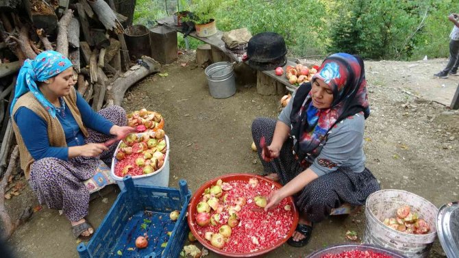 Nar Tanelerinin Ekşi Yolculuğu