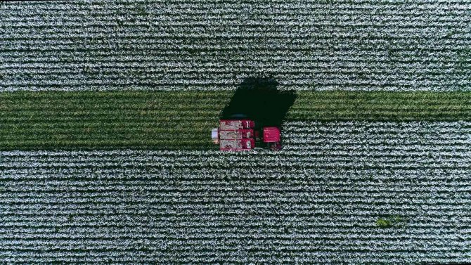 İ̇zmir’deki "Beyaz Altın"da Hasat Zamanı