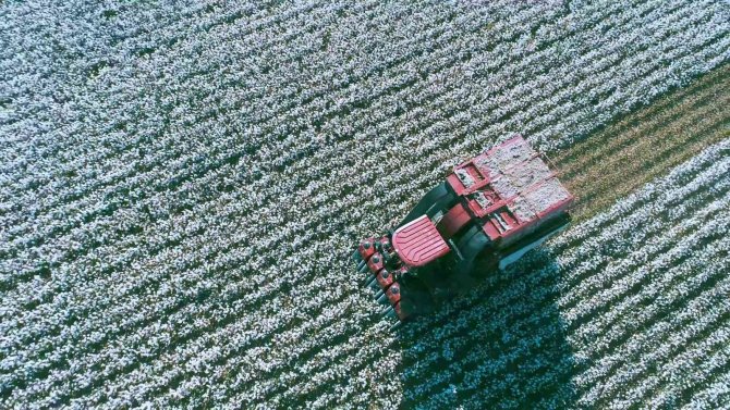 İ̇zmir’deki "Beyaz Altın"da Hasat Zamanı