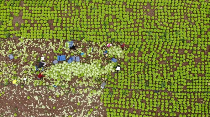 Nisan Ayında Tavan Yapmıştı, Sezon Sonu Fiyatı Yüzde 50 Düştü