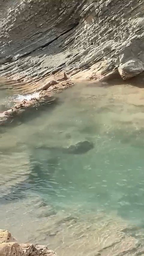 Koruma Altındaki Su Samuru Balık Avlarken Görüldü