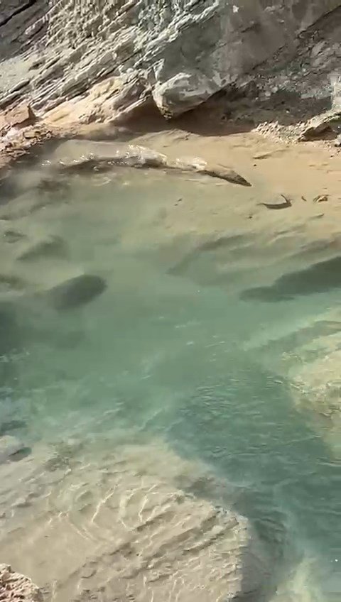 Koruma Altındaki Su Samuru Balık Avlarken Görüldü