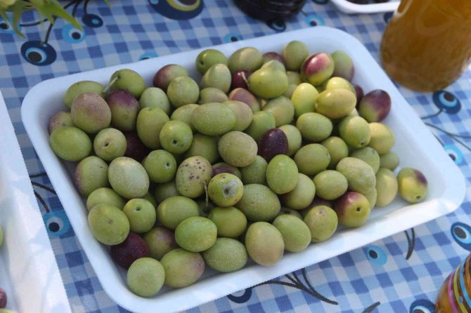 Bin 300 Yıllık Zeytin Ağacı 250 Kilo Ürün Verdi