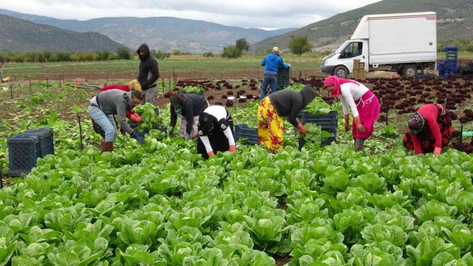 Nisan Ayında Tavan Yapmıştı, Sezon Sonu Fiyatı Yüzde 50 Düştü