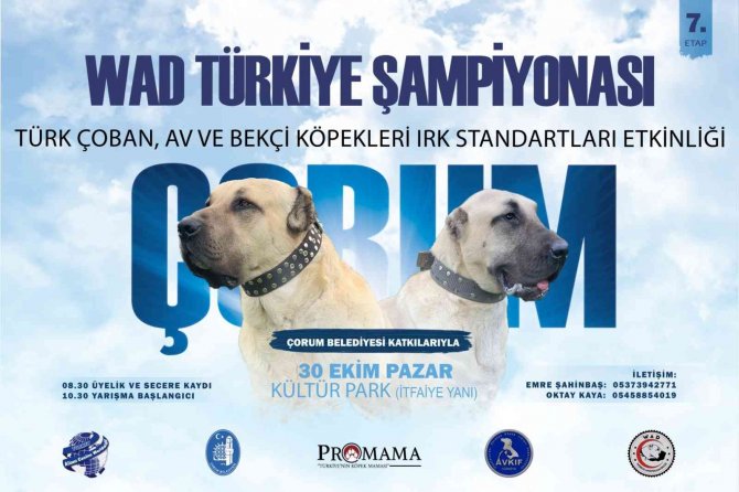 Türk Çoban Köpeği Irkları Çorum’da Podyuma Çıkacak