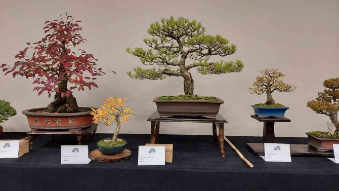 Yalova’da Uluslararası Bonsai Sempozyumu Düzenlenecek