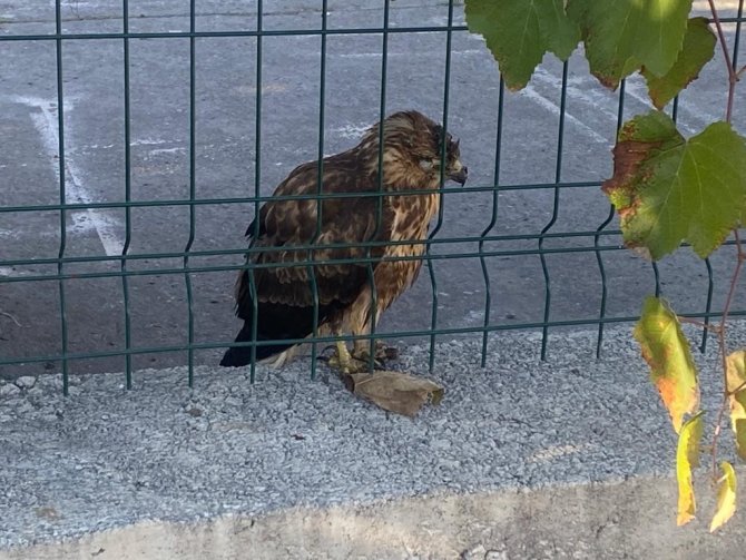 Yaralı Şahini İtfaiye Kurtardı