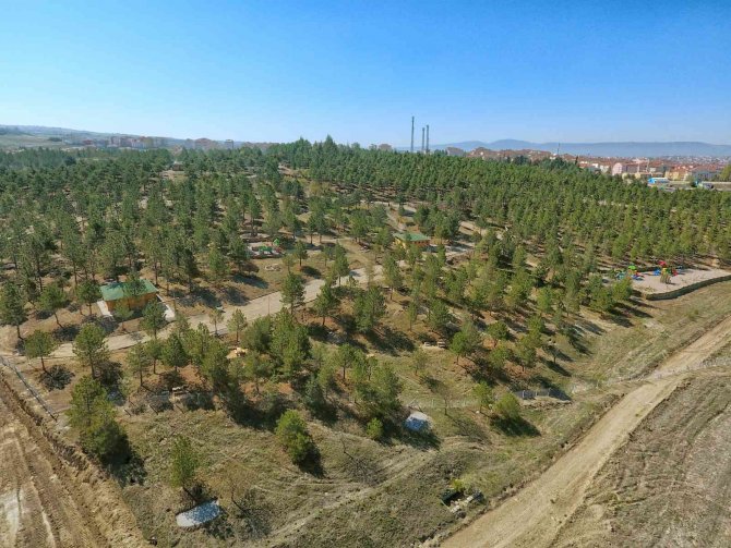 Bahabey Çamlığı Eko Turizm Alanı Oluyor