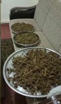 Beykoz’da Mahallede Yayılan Kokunun İzini Süren Polis, 7 Kilo Uyuşturucu Buldu