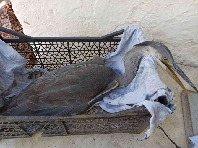 Avcıların Vurduğu Turnaya Mahalleli Sahip Çıktı