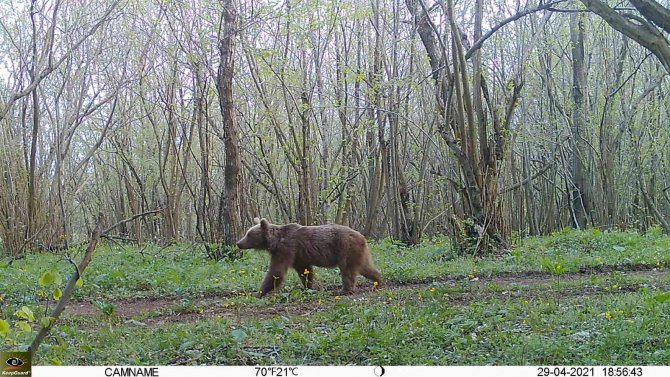 Yalova Ormanlarındaki Vahşi Hayat Fotokapanlarla Görüntülendi