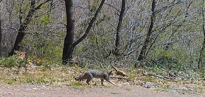 Yalova Ormanlarındaki Vahşi Hayat Fotokapanlarla Görüntülendi