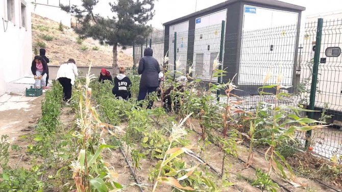 Yurt Öğrencileri Turşu Yapımını Geleneksel Hale Getirdi