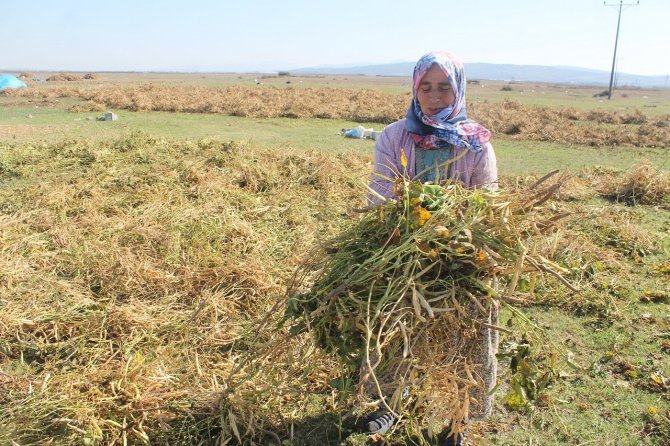 Manyas’ta Kazak Fasulyesi Hasadı Başladı