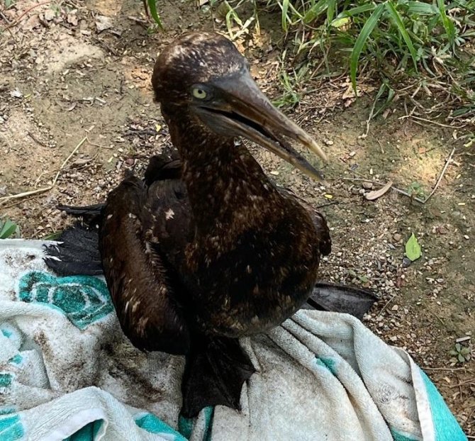 Meksika’da Petrol Sızıntısı: 8 Kilometrelik Sahil Şeridi Kirlendi