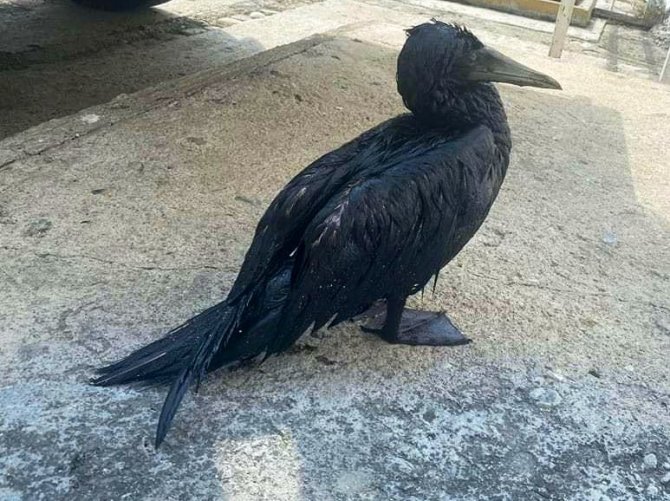 Meksika’da Petrol Sızıntısı: 8 Kilometrelik Sahil Şeridi Kirlendi