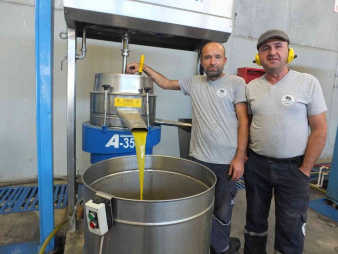 Balıkesir’de Yeşil Zeytin Alımına Başlandı