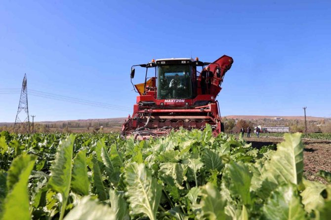 Buğdaydan Sonra Pancarda Da Rekor Üretim