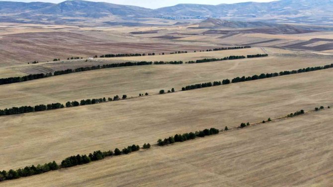 Bozkırda, Ekinlere Siper Olsun Diye Ağaçlarla Sed Çektiler