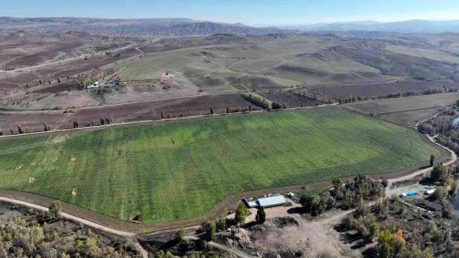 Buğdaydan Sonra Pancarda Da Rekor Üretim