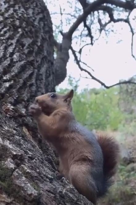 Sincaba Elleriyle Çekirdek Yedirdi