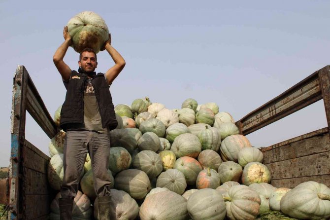 Damakları Tatlandıran Balkabağının Tarladan Sofraya Yolculuğu Başladı