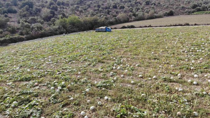 Damakları Tatlandıran Balkabağının Tarladan Sofraya Yolculuğu Başladı