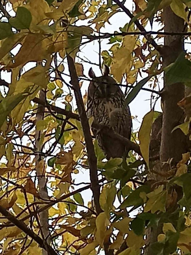 Saray’da Kulaklı Orman Baykuşu Görüntülendi