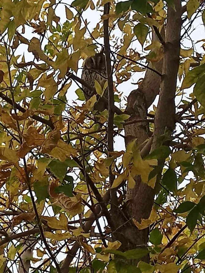 Saray’da Kulaklı Orman Baykuşu Görüntülendi
