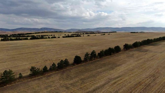 Bozkırda, Ekinlere Siper Olsun Diye Ağaçlarla Sed Çektiler