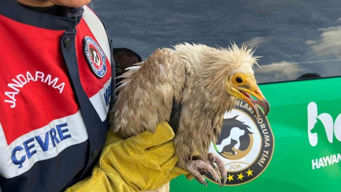 Van’da Bulunan Mısır Akbabası Tedavi Altına Alındı